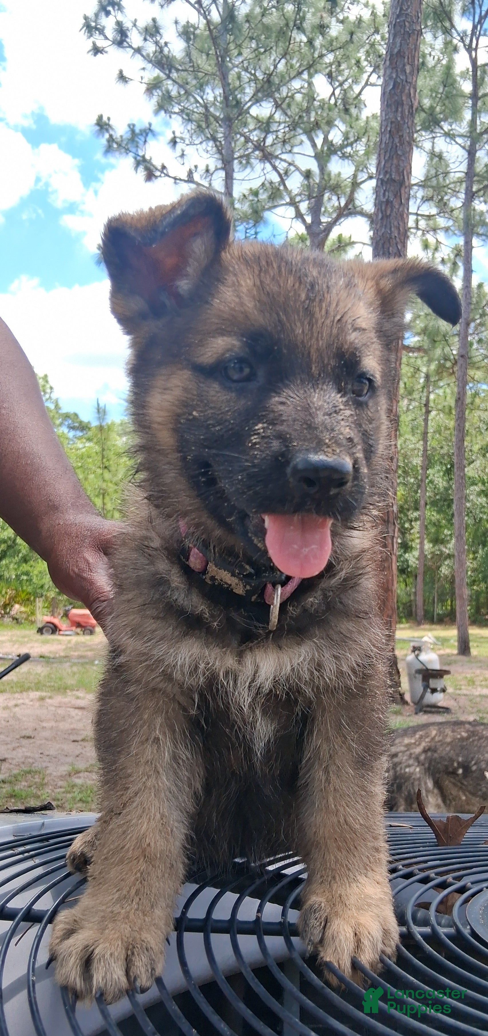 German Shepherd dogs German Shepherd Puppy 5 - Ad 42