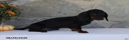 Dachshund dogs for sale: Sara - Ad 3