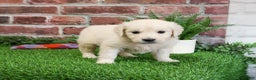 Golden Retriever dogs for sale: Viola - Ad 6