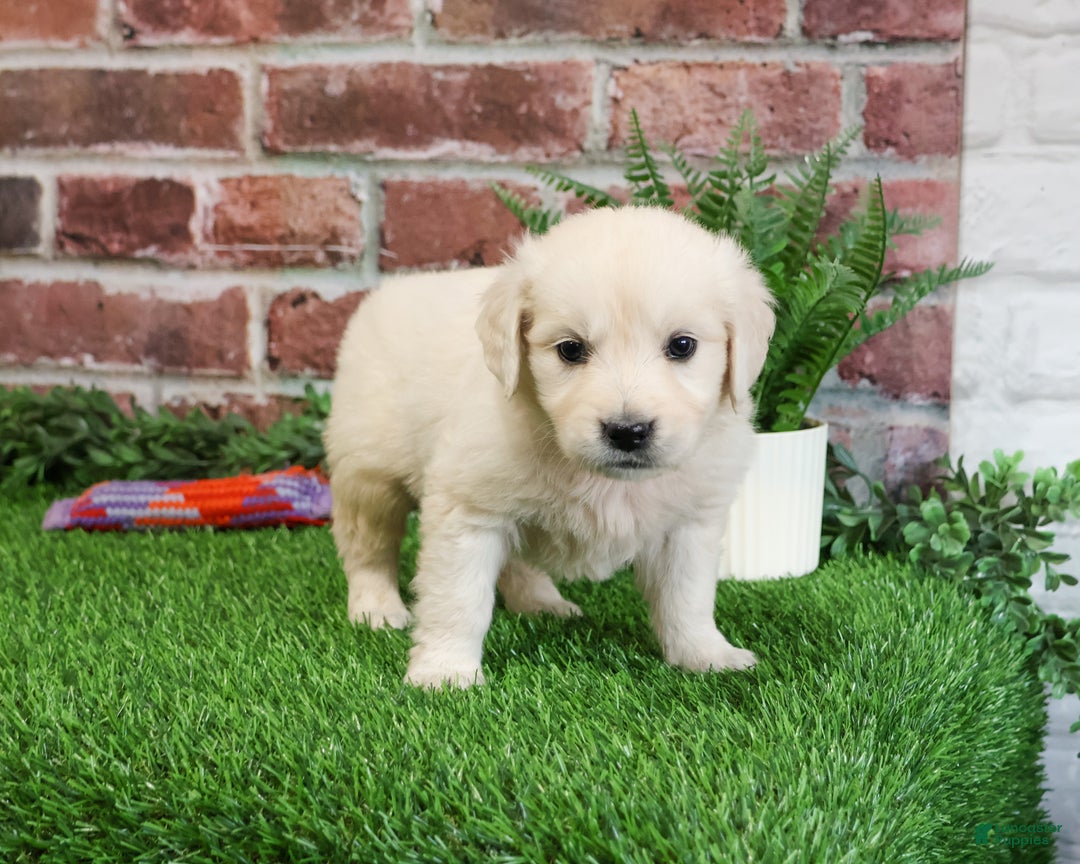 Golden Retriever dogs for sale: Viola - Ad 6