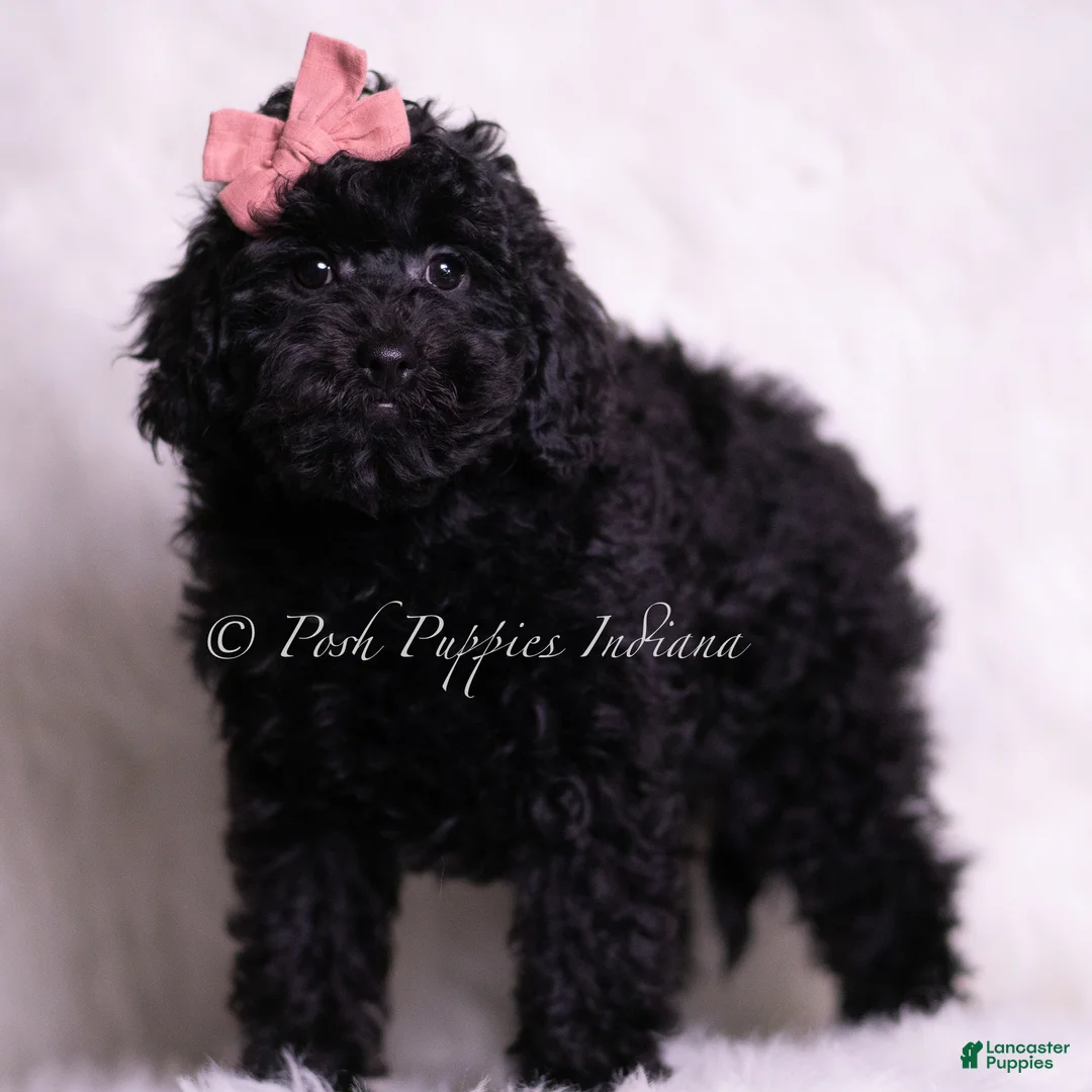 Mini Goldendoodle dogs for sale: Perla - Ad 2