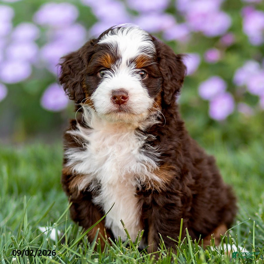 Mini Bernedoodle dogs Gunner - Ad 1
