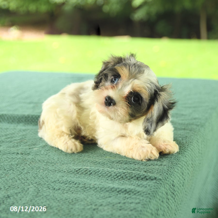 Cavapoo dogs Miles - Ad 2