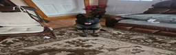 Belgian Malinois dogs for sale: Echo (Lt Blue) - Ad 8