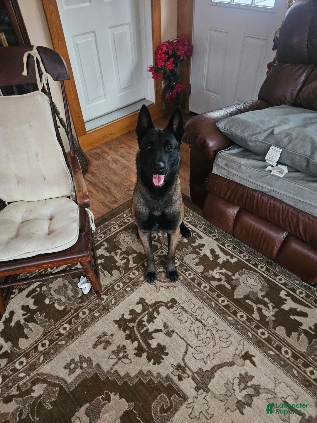 Belgian Malinois dogs for sale: Echo (Lt Blue) - Ad 8