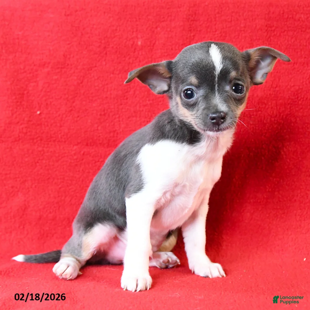 Chihuahua dogs for sale: Rico  - Ad 3