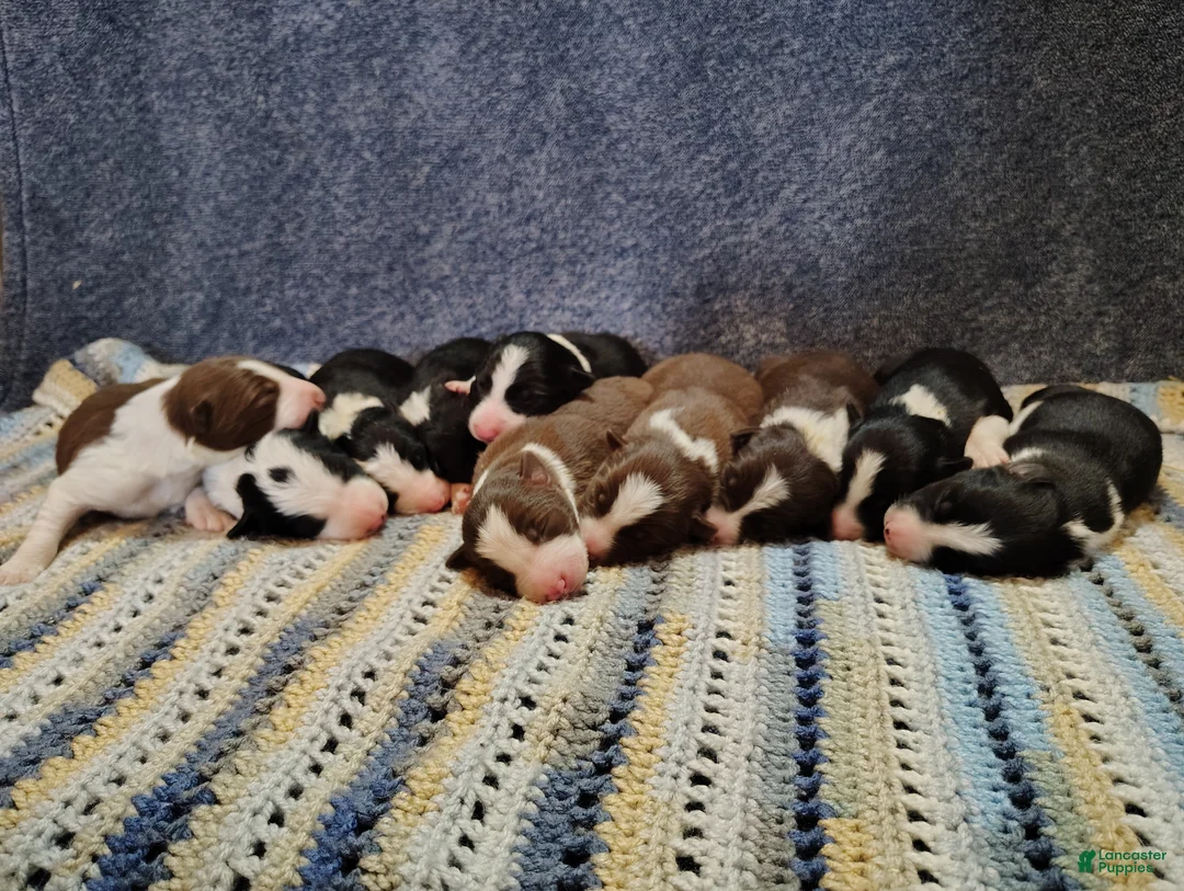 Border Collie dogs for sale: Ally - Ad 15