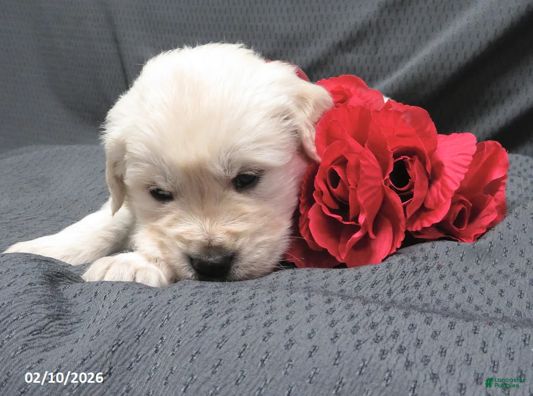 Golden Retriever dogs for sale: Buster - Ad 10