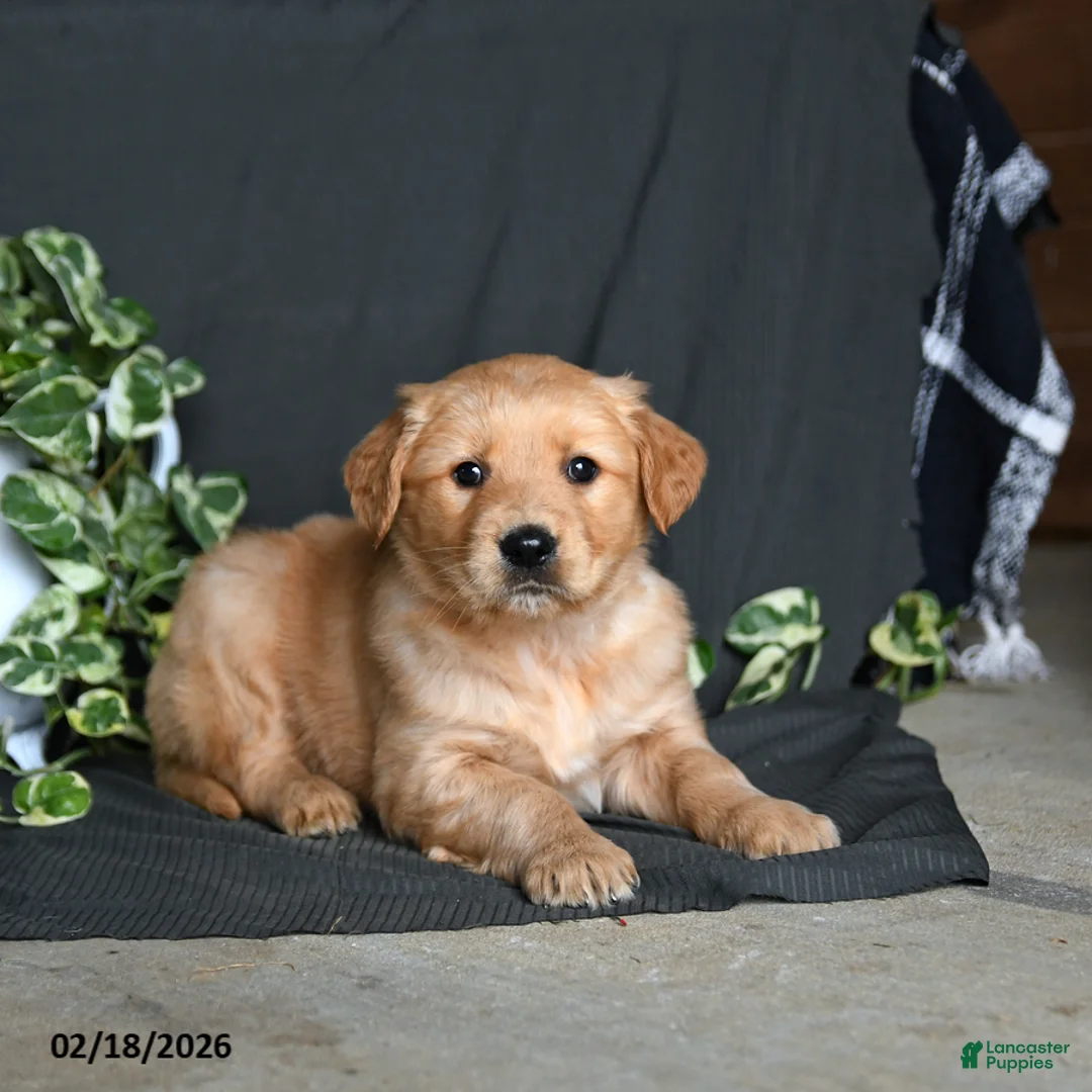 Golden Retriever dogs for sale: Riley - Ad 3