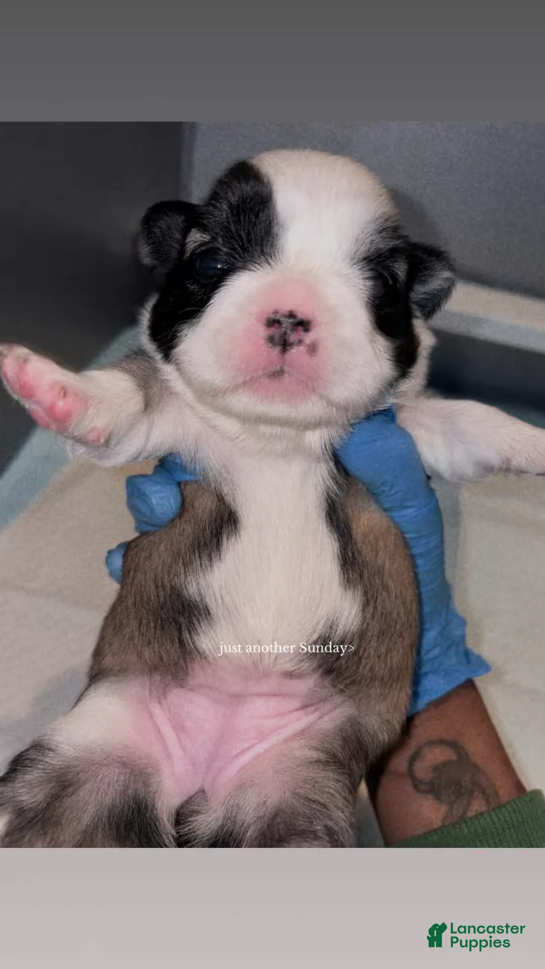 French Bulldog dogs for sale: French Bulldog Puppy 4 - Ad 1