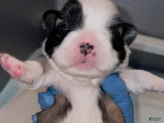 French Bulldog dogs for sale: French Bulldog Puppy 4 - Ad 4