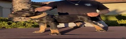 Cane Corso dogs for sale: Cane Corso 1 - Ad 3