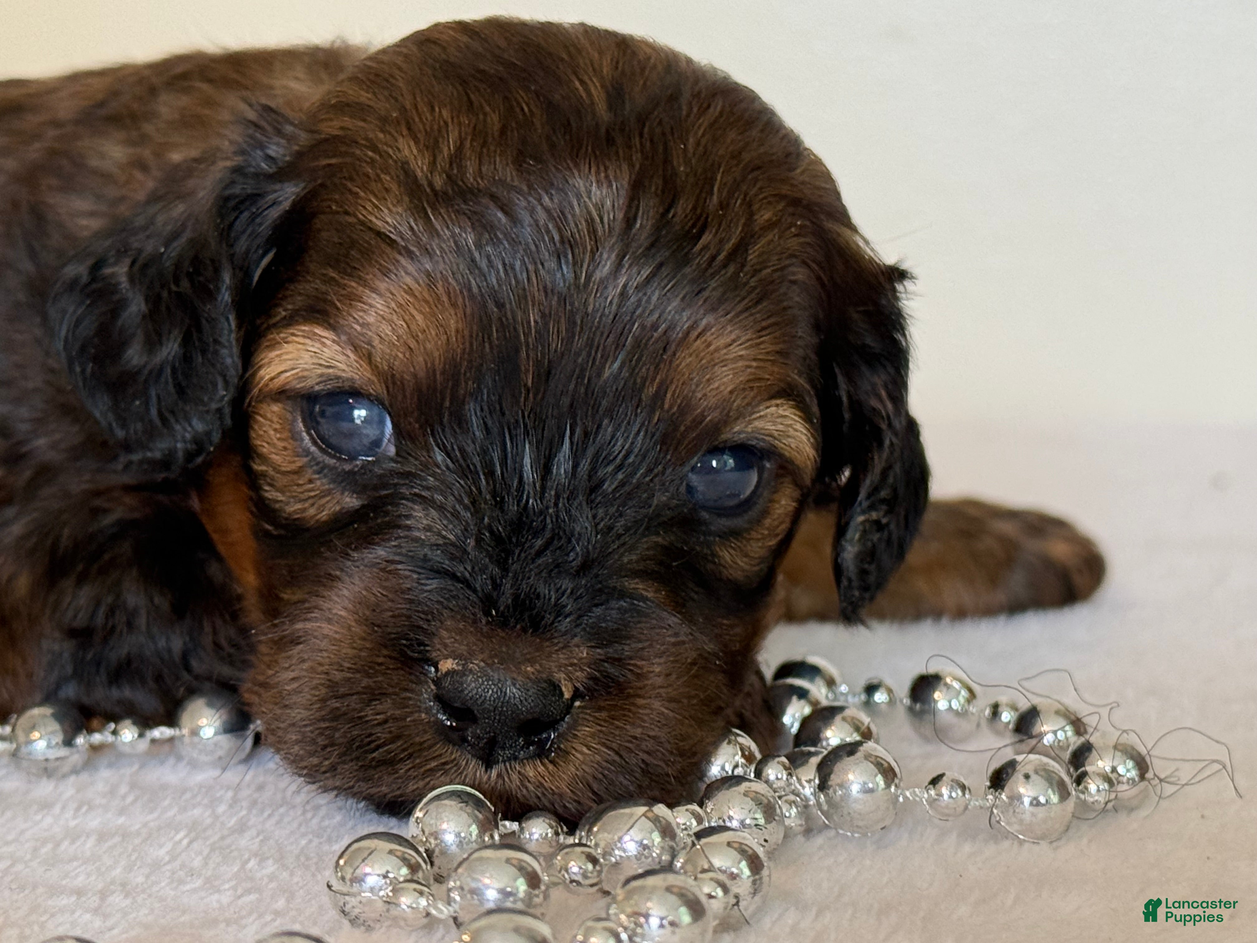 Cavapoo dogs Coffee Cavapoo  - Ad 1