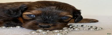 Coffee Cavapoo 