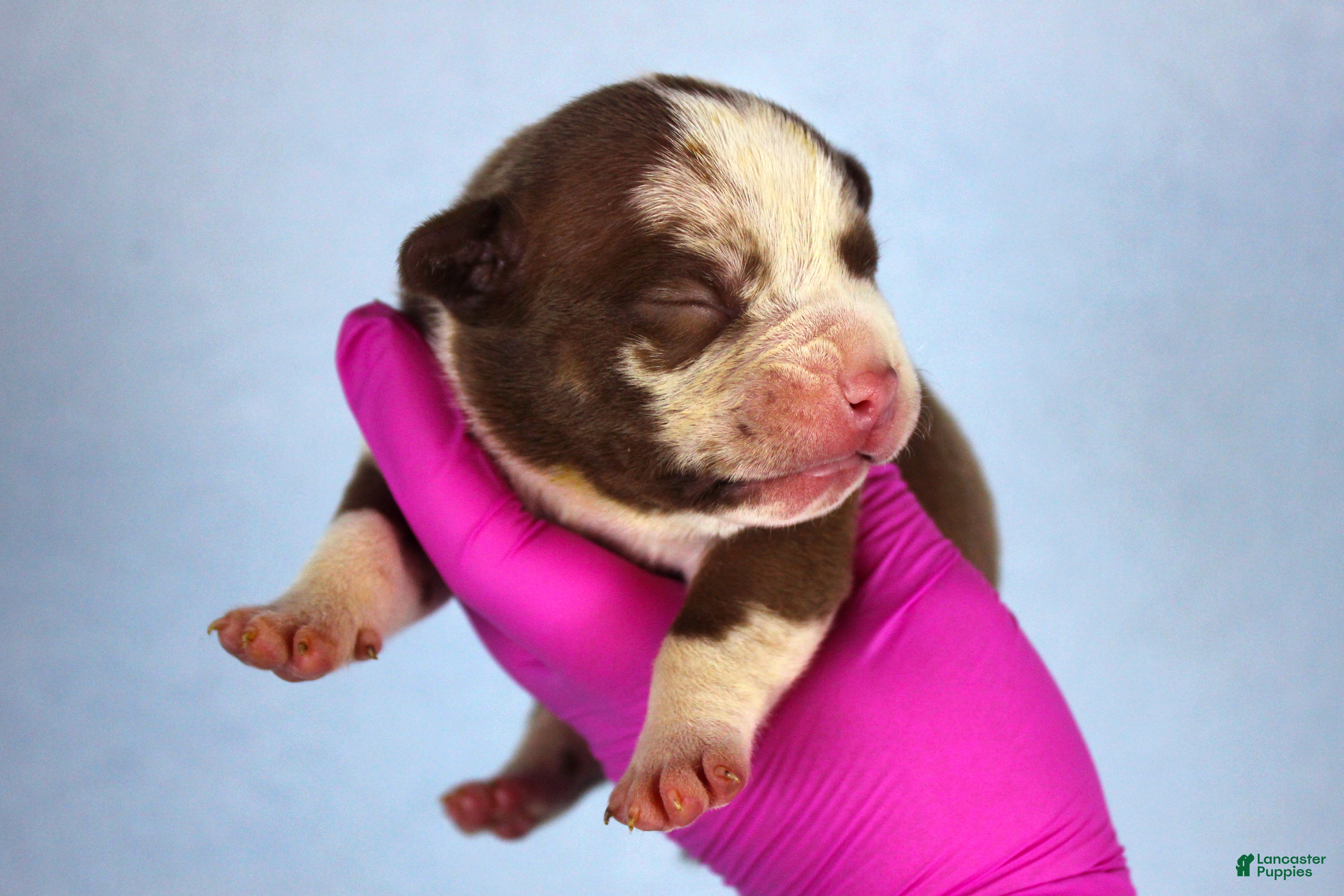 American Bully dogs Chocolate Tri Merle Male - Ad 2