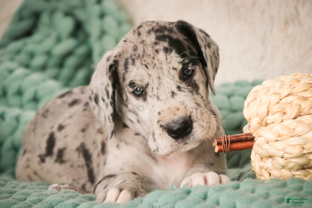 Great Dane dogs for sale: Annie - Ad 7