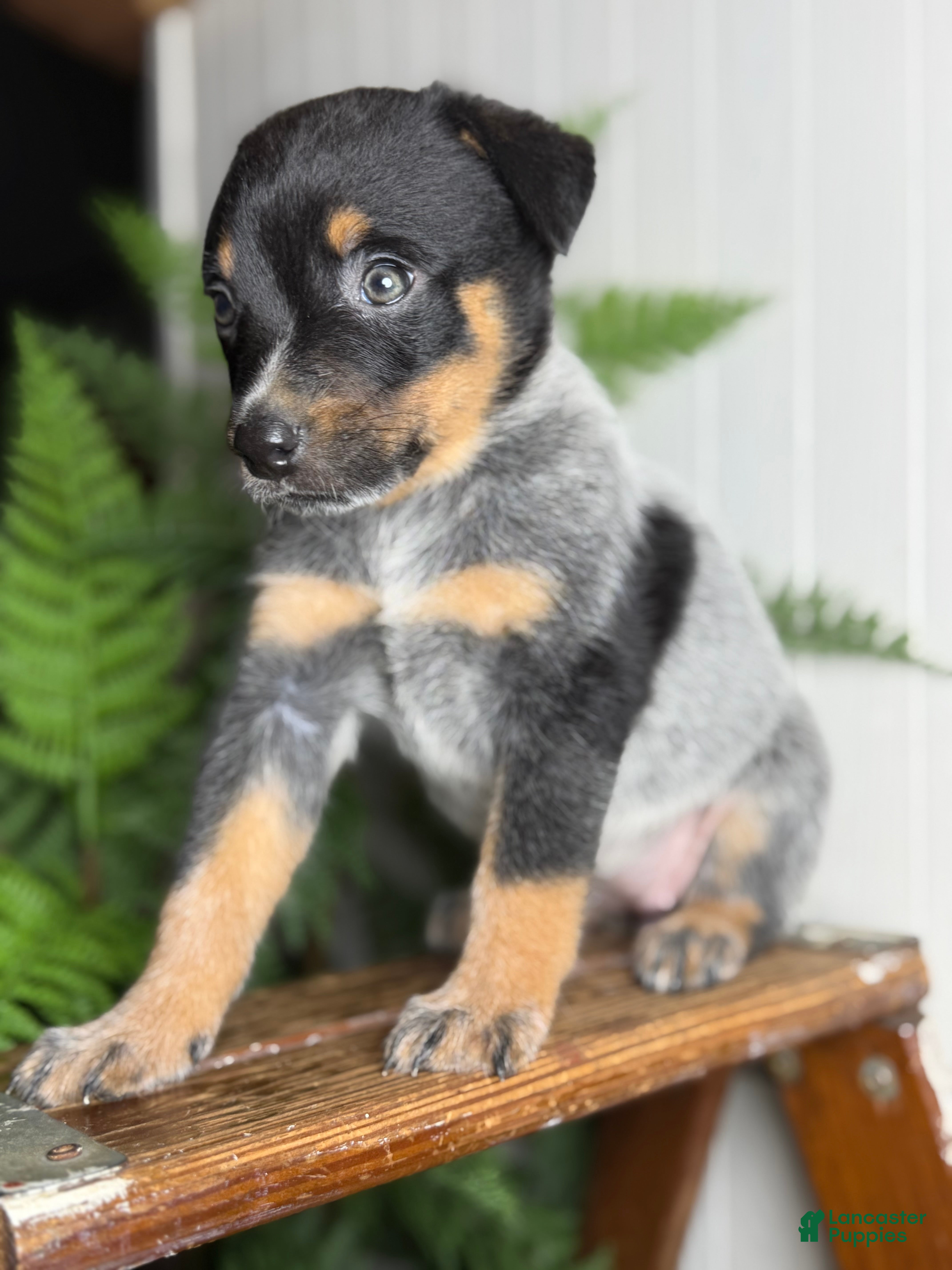 Australian Cattle Dog dogs Jada 2.0 - Ad 2