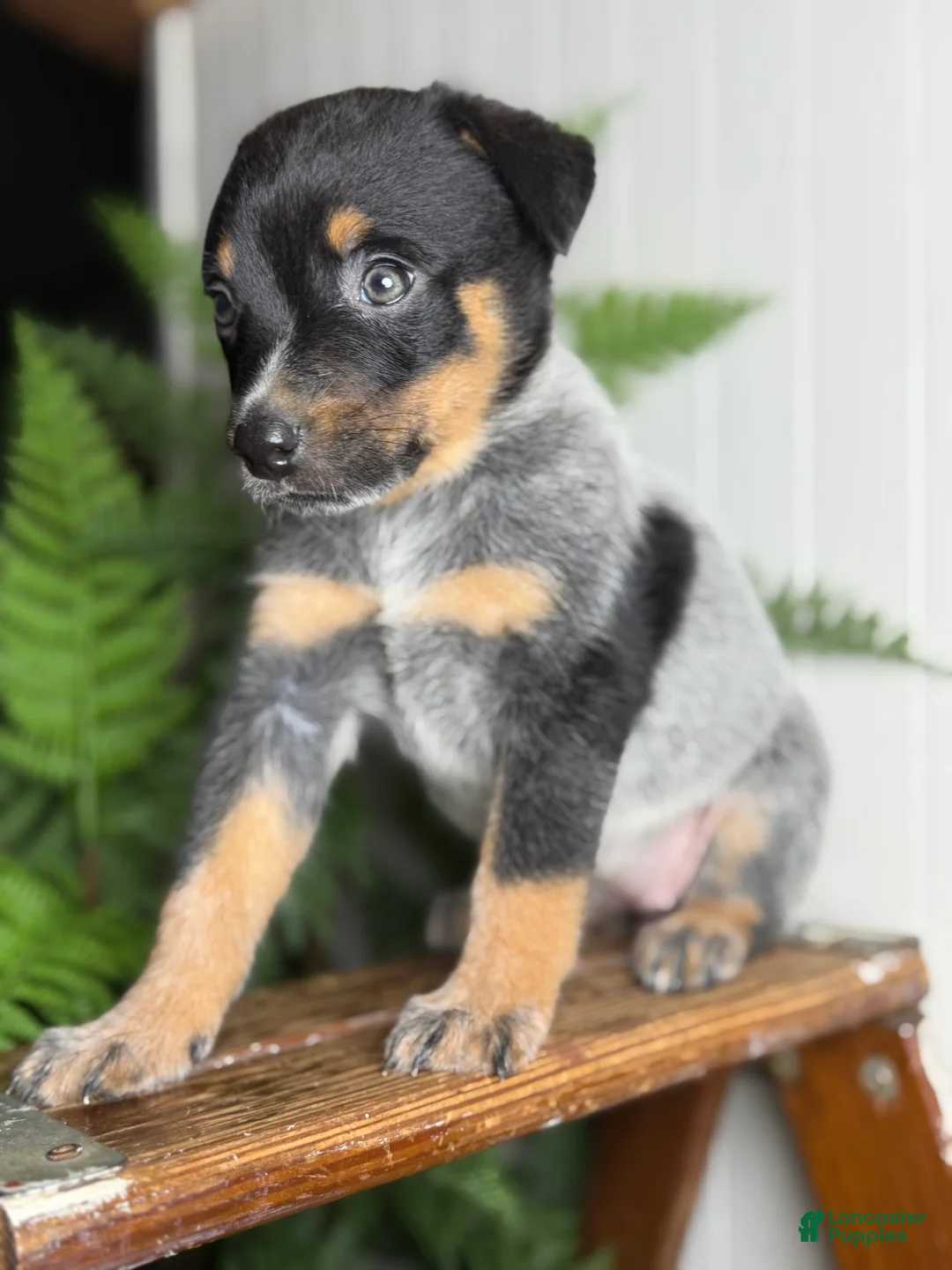 Australian Cattle Dog dogs for sale: Jada 2.0 - Ad 2
