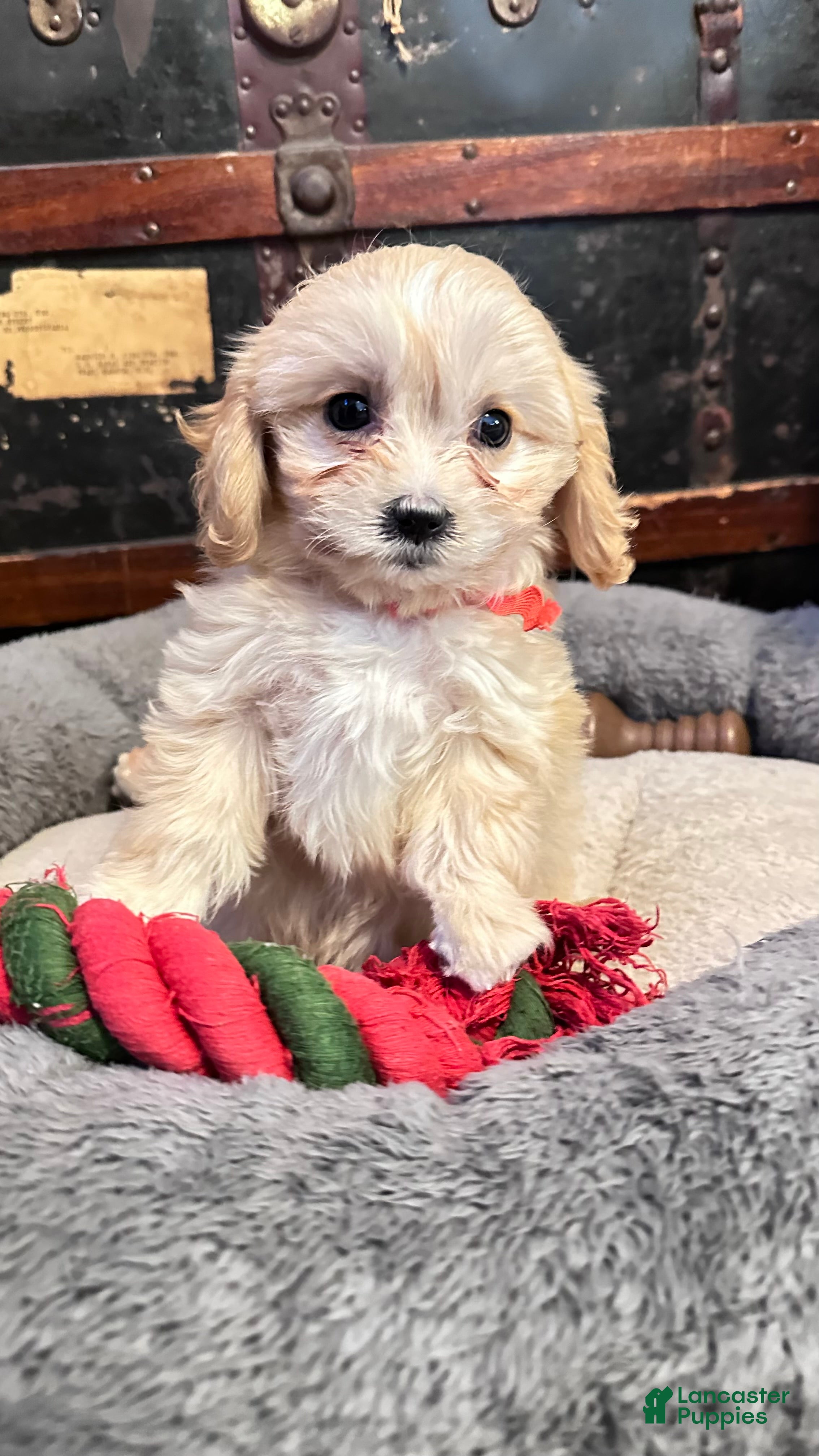 Cavachon dogs Little Sherri - Ad 39