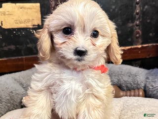 Cavachon dogs Little Sherri - Ad 37