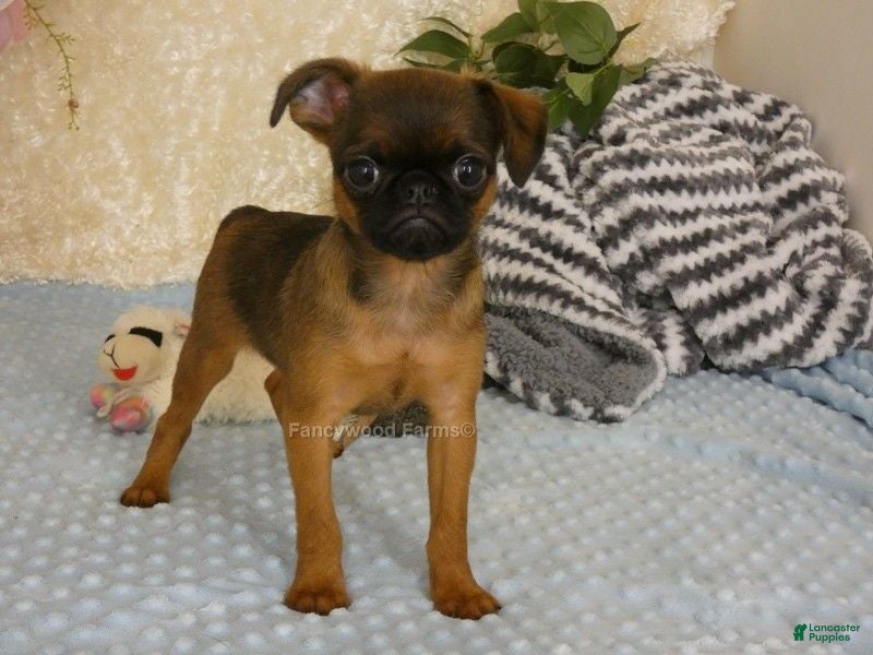Brussels Griffon dogs for sale: Ollie - Ad 1