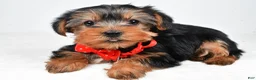 Morkie dogs for sale: Ashton - Ad 1