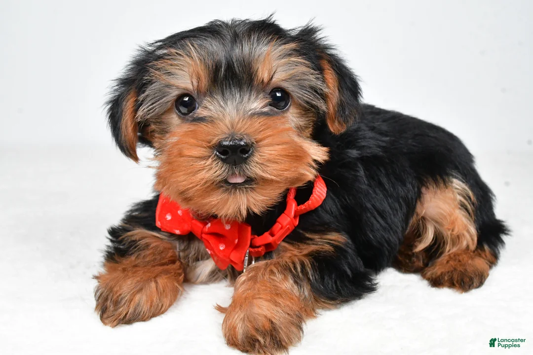 Morkie dogs for sale: Ashton - Ad 1