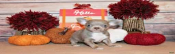 Chihuahua dogs for sale: Rebel - Ad 2