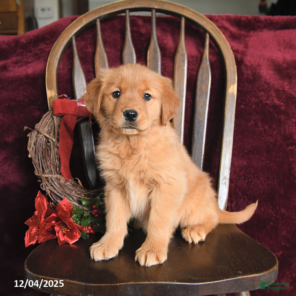 Golden Retriever dogs Mandy Joy - Ad 17
