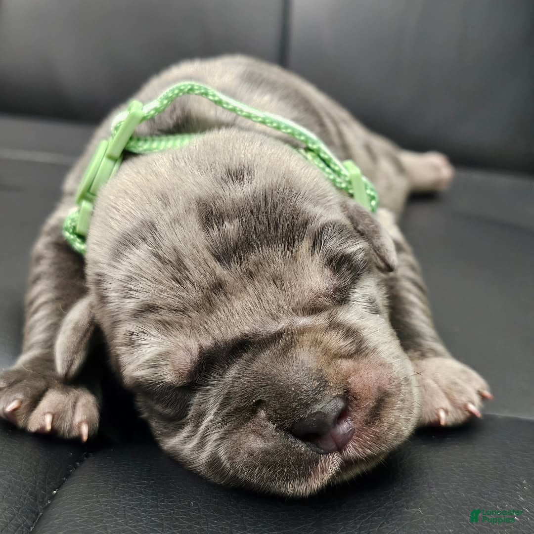Cane Corso dogs Sentinel Soul Bentayga- Blue Merle (North American Mastiff) - Ad 2