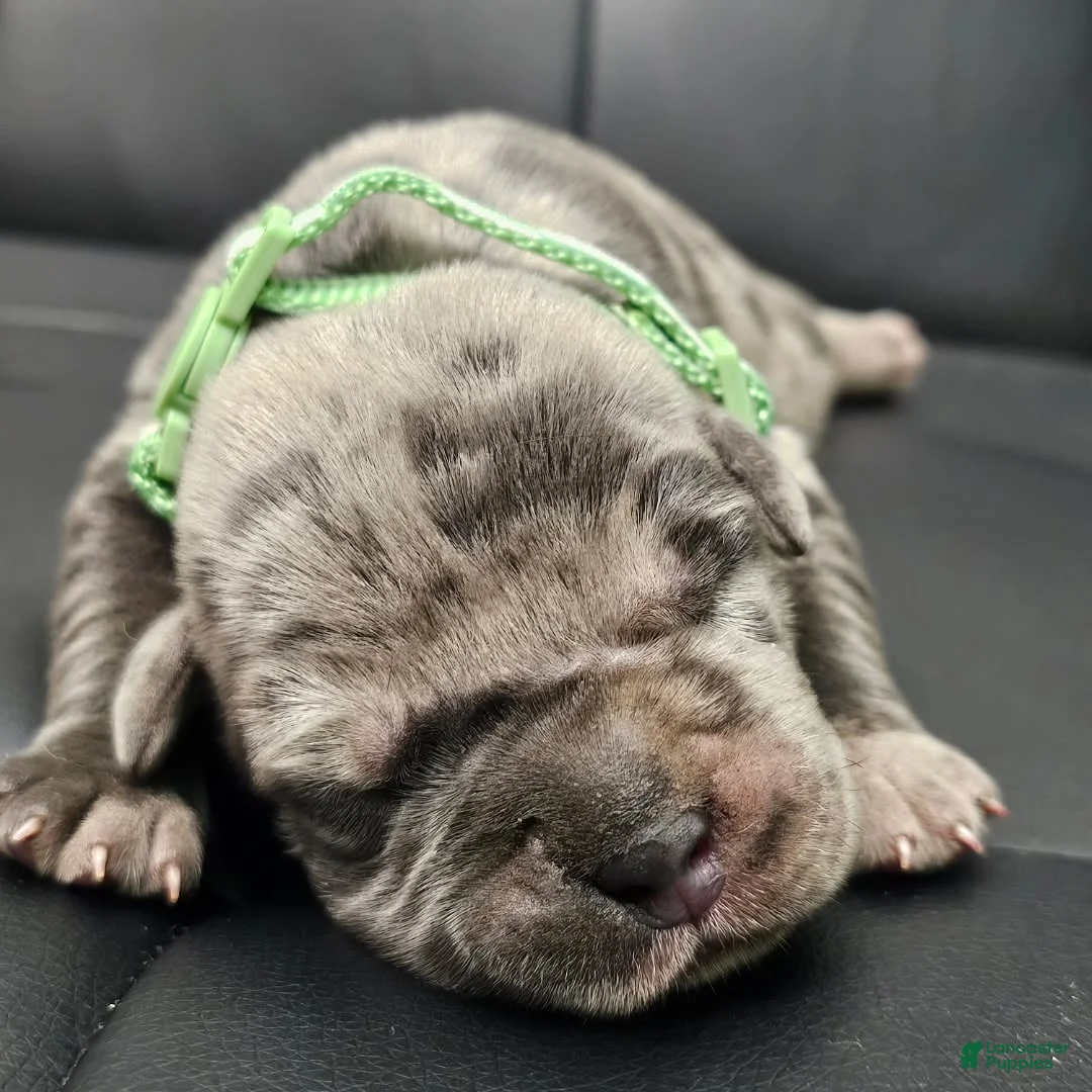 Cane Corso dogs for sale: Sentinel Soul Bentayga- Blue Merle (North American Mastiff) - Ad 2