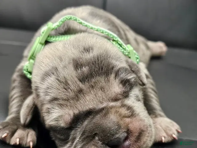 Cane Corso dogs for sale: Exalted Empire Bentayga- Blue Merle (North American Mastiff) - Ad 2