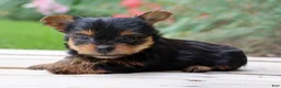 Yorkshire Terrier dogs for sale: Crema - Ad 4