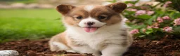 Welsh Corgi Pembroke dogs for sale: Bo Peep - Ad 3