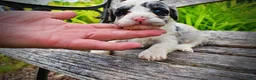 Havapoo dogs for sale: Skye - Ad 6