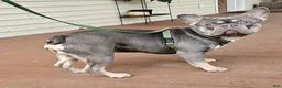 Mixed Breed dogs for sale: Shelby - Ad 11