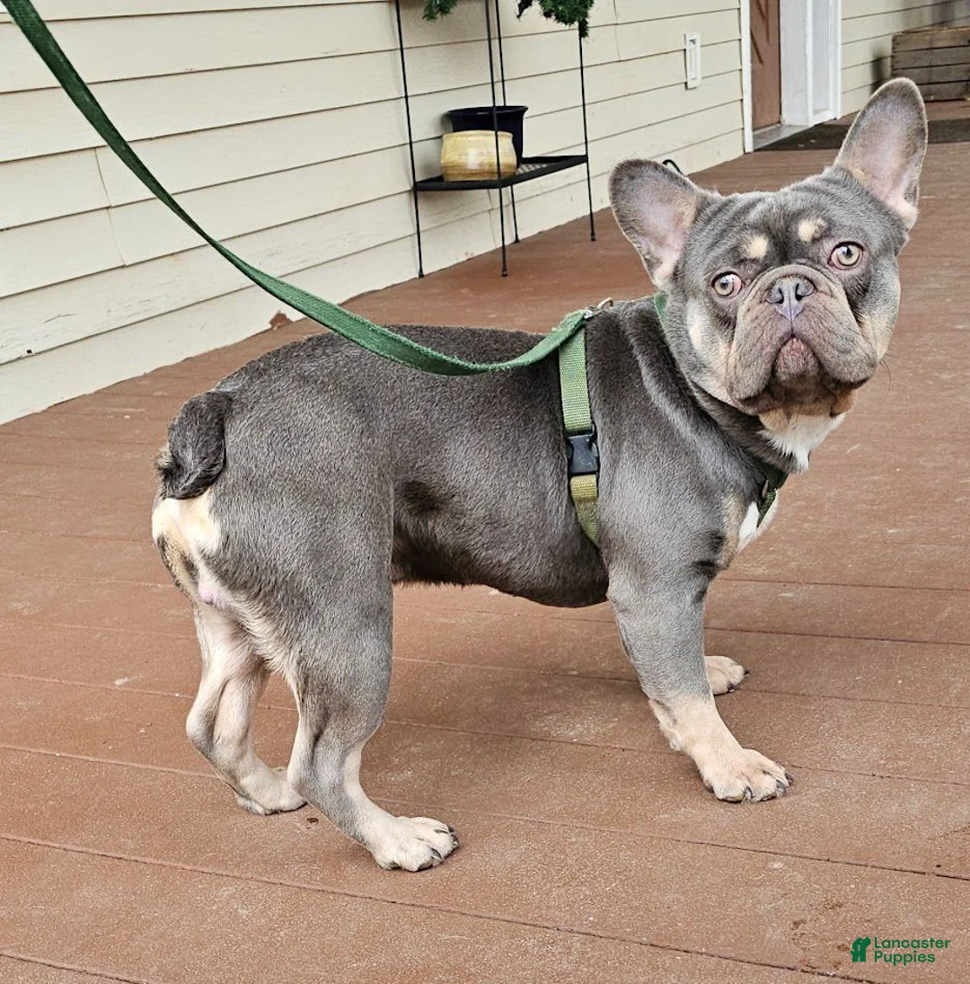 Mixed Breed dogs for sale: Shelby - Ad 11