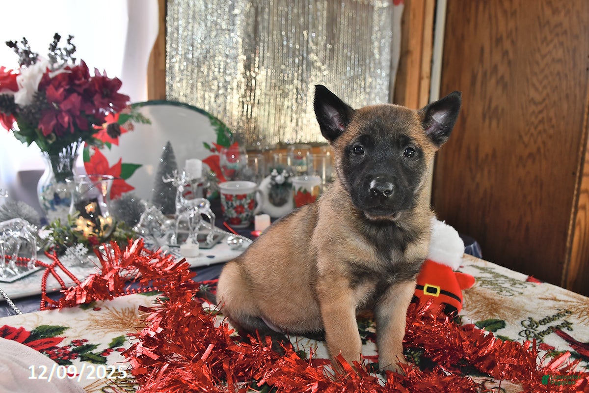 Belgian Malinois dogs Scarlet - Ad 19