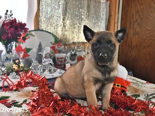 Belgian Malinois dogs Scarlet - Ad 16