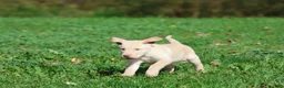 Labrador Retriever dogs for sale: Butter - Ad 2