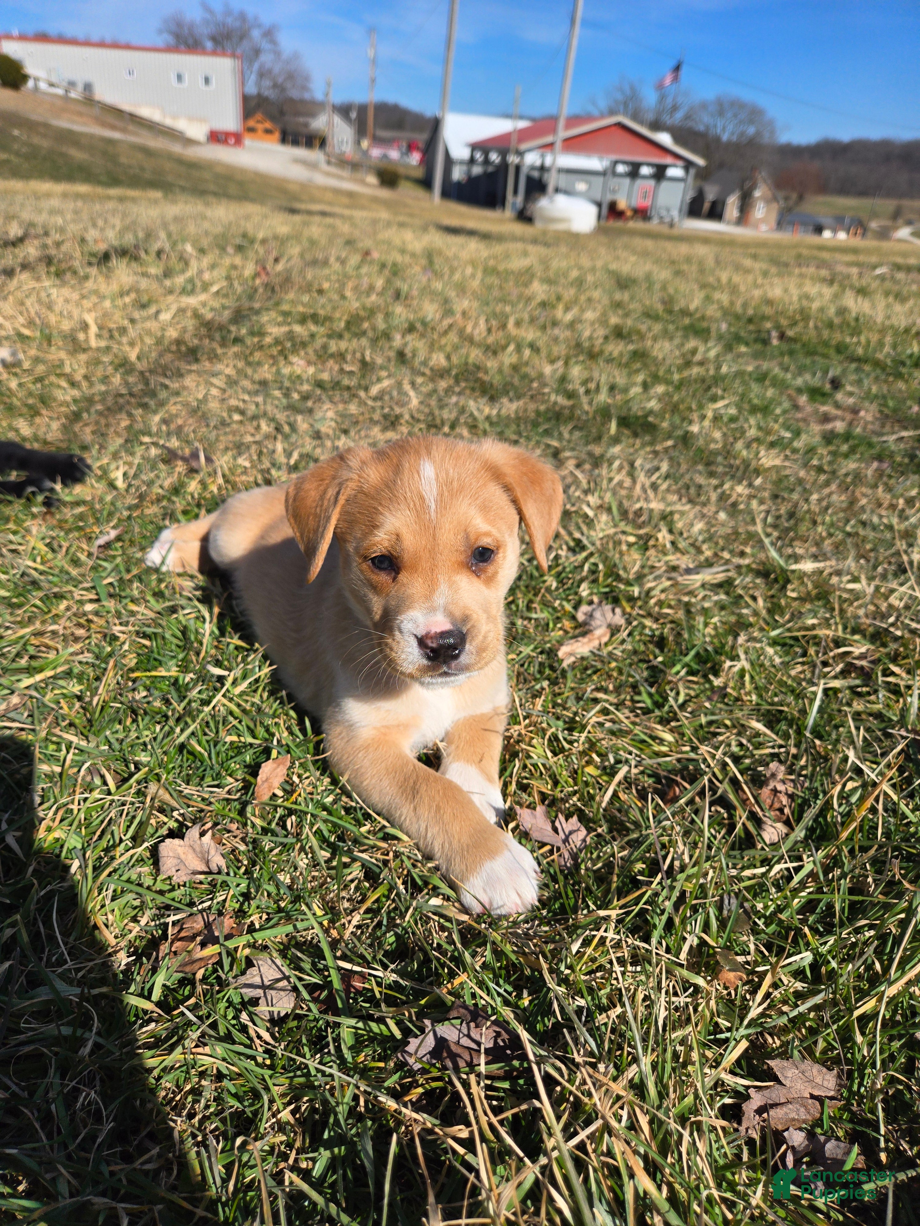 Mixed Breed dogs Romeo - Ad 19