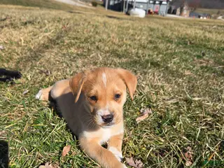 Mixed Breed dogs Romeo - Ad 19