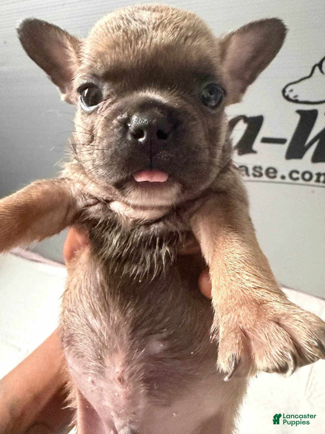 French Bulldog dogs for sale: French Bulldog 2 - Ad 2