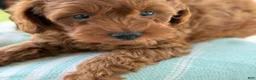 Miniature Poodle dogs for sale: Tangerine - Ad 9