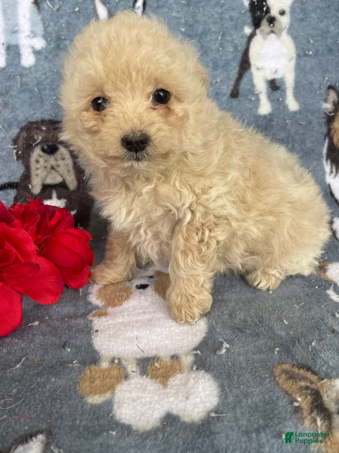 Toy Poodle dogs for sale: Juliet - Ad 1