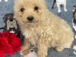 Toy Poodle dogs Juliet - Ad 35