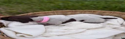 German Shorthaired Pointer dogs for sale: Merritt - Ad 4