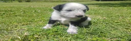Mixed Breed dogs for sale: Mixed Breed Puppy 6 - Ad 1