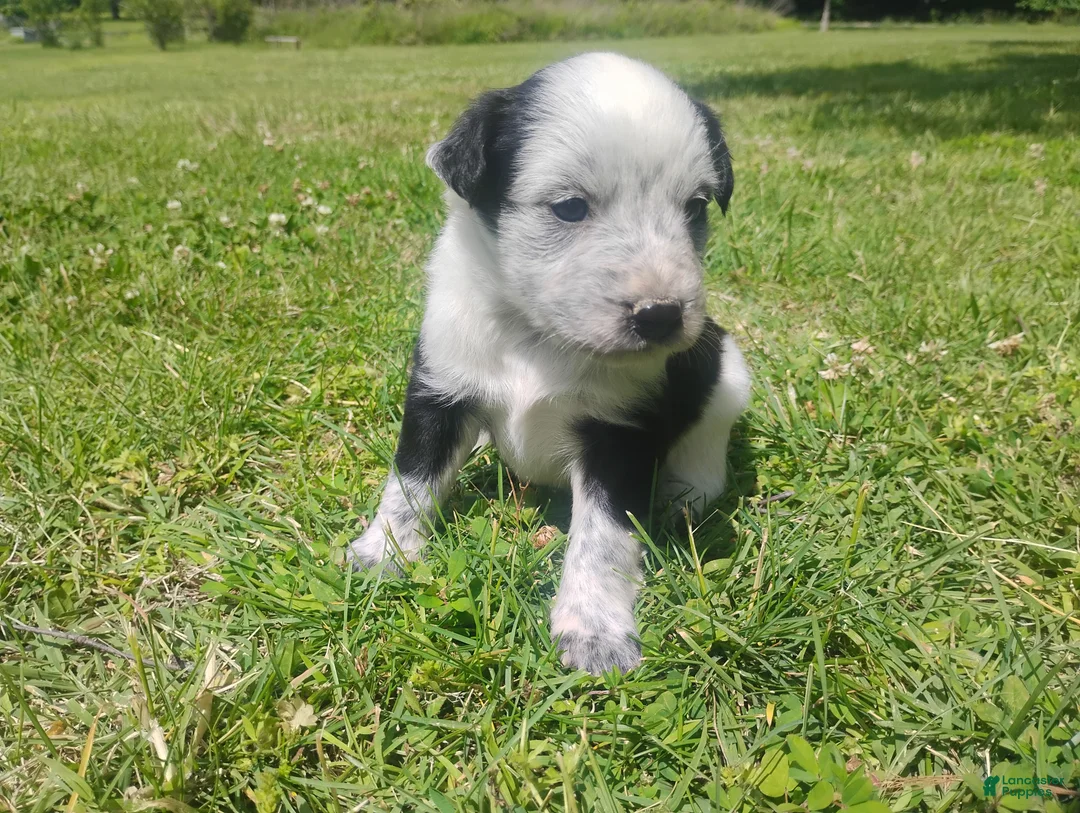 Mixed Breed dogs for sale: Mixed Breed Puppy 6 - Ad 1