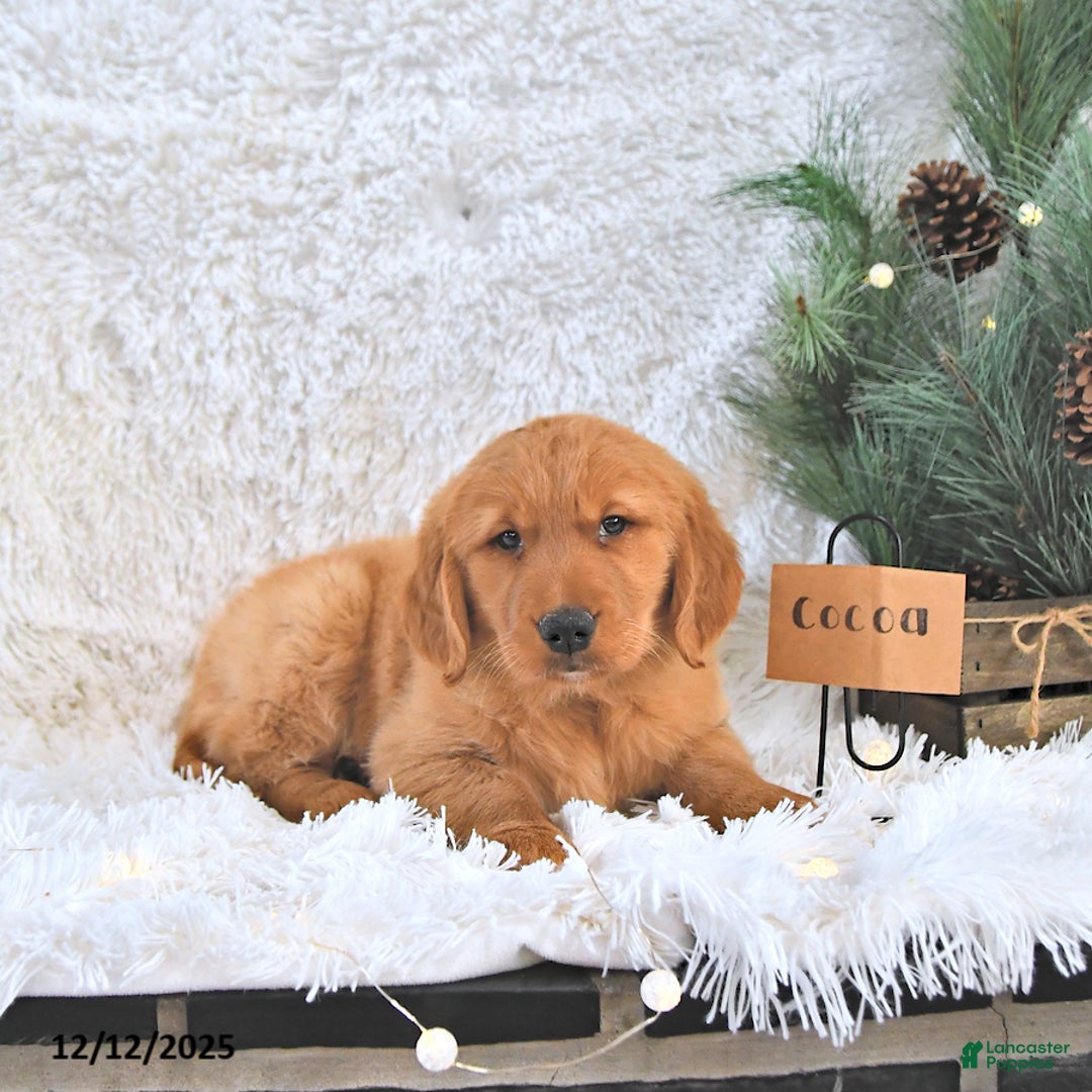 Golden Retriever dogs for sale: Cocoa - Ad 3